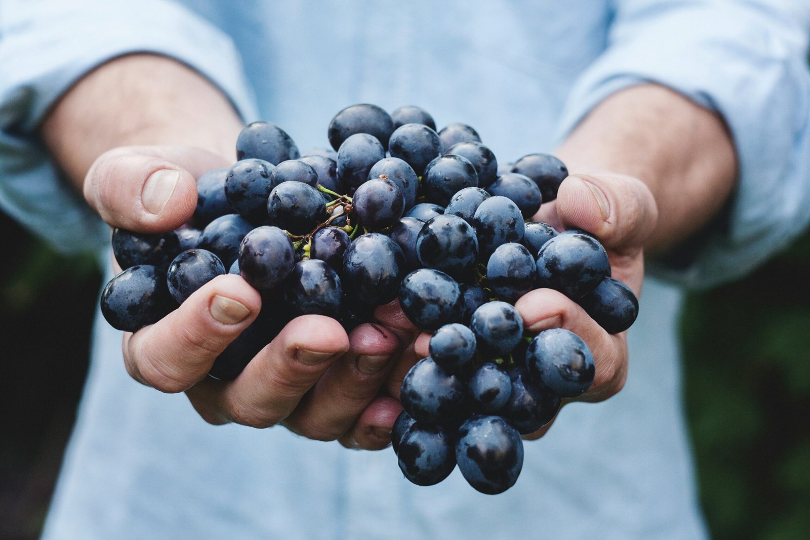 hands holding a wine grape